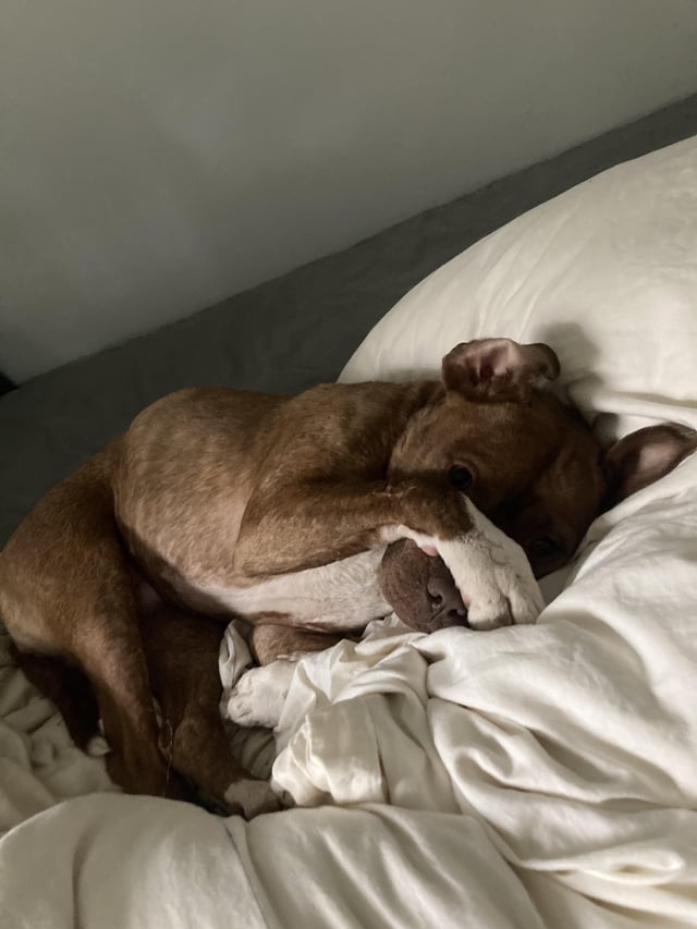 My Dog Covers Her Face: Why Does She Do That With Her Paws?