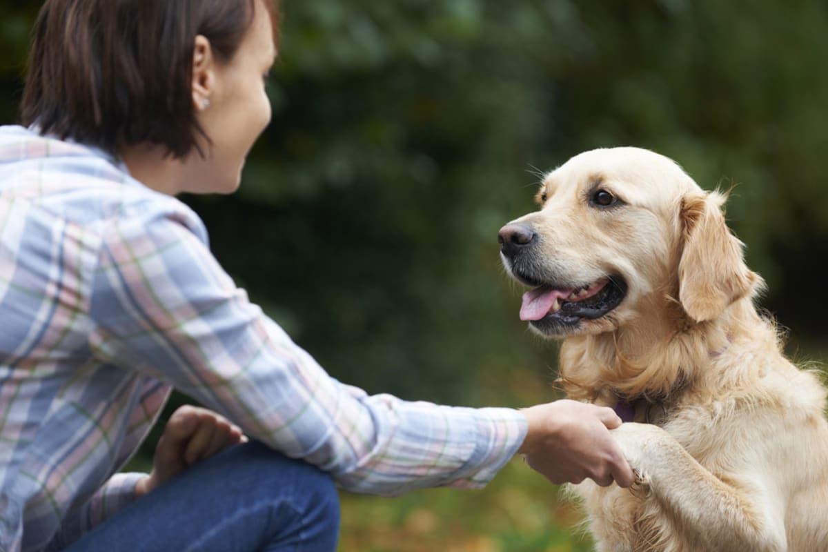 Dog Training Orlando Prices: Get a Free Quote from Top Trainers!