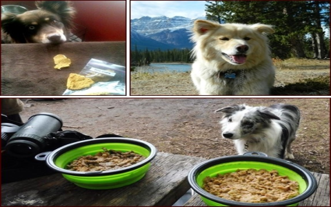 Top aafco approved homemade dog food recipes: Your Guide to Healthy Eating!