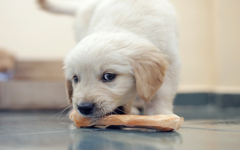 Best Dog Chew Toys for Labs: Top Picks That Your Lab Will Love!