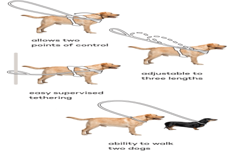 Breakaway Collar for Dogs: How To Pick the Best One For Your Pup