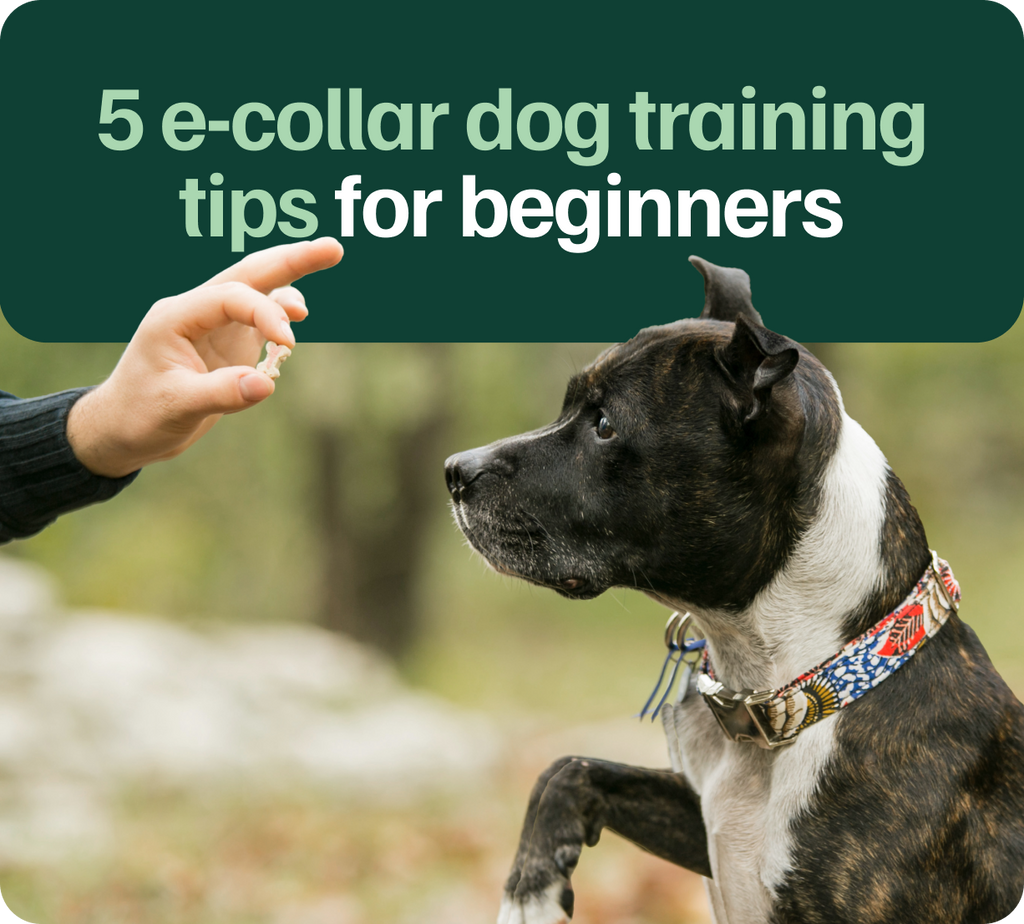 How to Use a Long Range Shock Collar for Dogs: Simple Training Tips for Beginners.