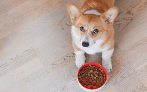 Choosing the Best Advance Dog Food: A Guide to Different Formulas!