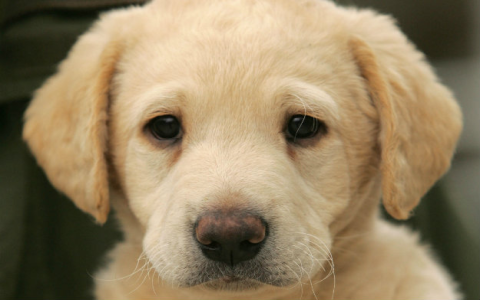 Golden Retriever and Labrador Mix Puppy Price: Tips for Finding Affordable Puppies and Avoiding Scams