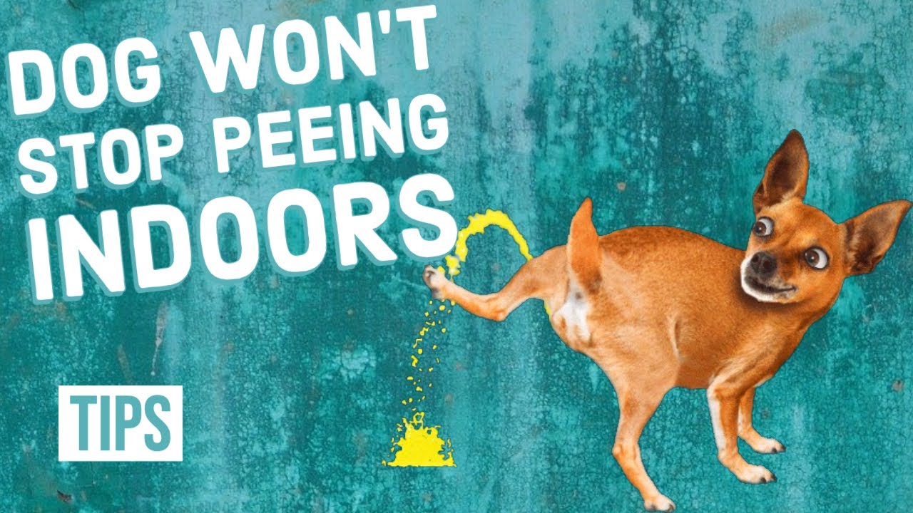 Stop Your Dog From Peeing on the Couch, Easy Tips Inside