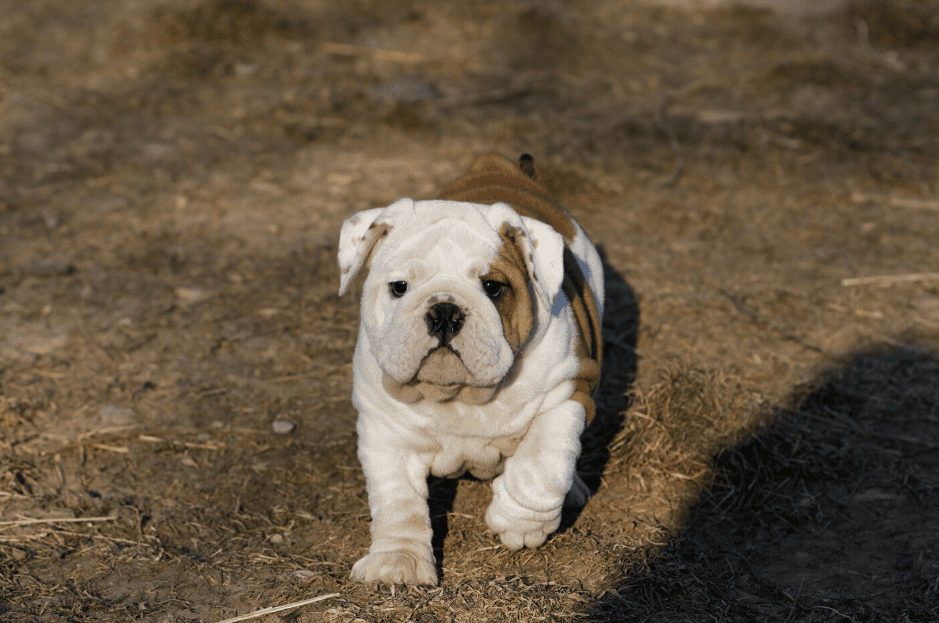 Toy American Bulldog: A Complete Guide to This Tiny Breed!