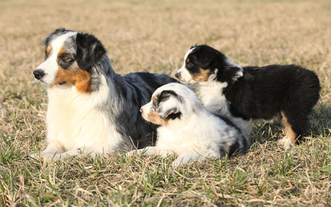 Cool Italian Names for Female Dogs: Give Your Dog a Stylish Name