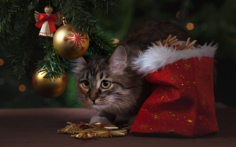 Where to Buy Dog and Cat Christmas Tree Ornaments: Our Guide!