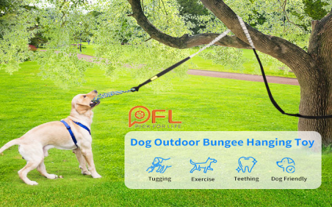 Fun Dog Toys Outside Top Picks for Active Dogs