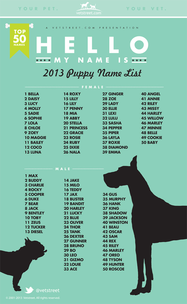 Need Dog Names That End in A? Check Out These Options!