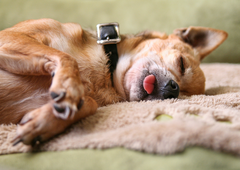 My Dog Sleeps with Tongue Out: Should I Worry? (Quick Answers for You)