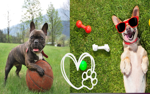 Bored Dog? Try These Dog Lick Toys! Simple Tips For a Happy and Engaged Pup!