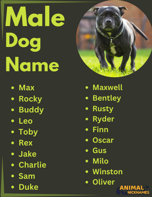 Is the Dog Name Lola Right for Your Furry Friend? Find Out Now! (Top Dog Names and Their Meanings)