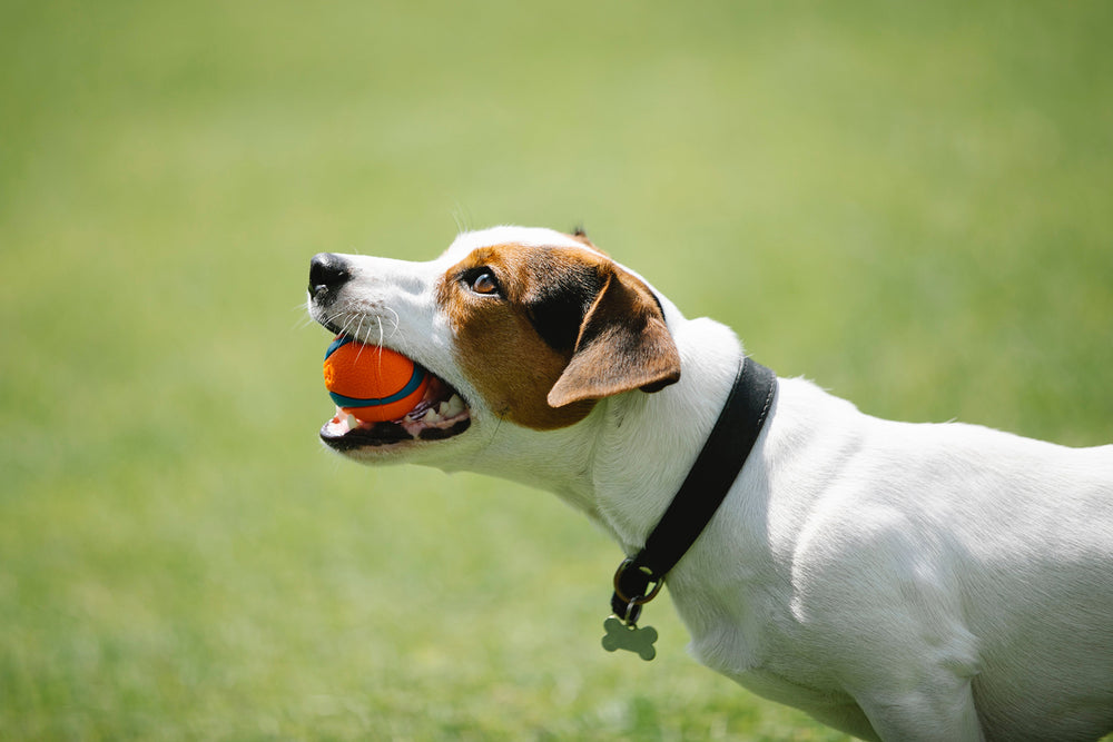 Breakaway Collar for Dogs: How To Pick the Best One For Your Pup