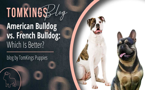 Toy American Bulldog: A Complete Guide to This Tiny Breed!