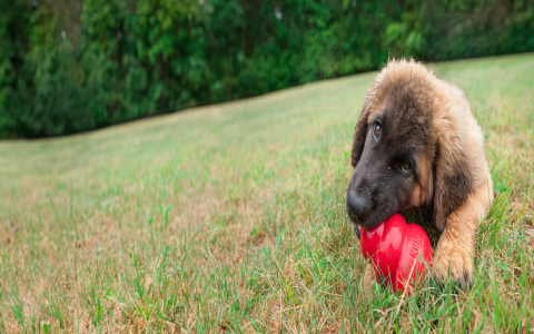 Outdoor Dog Toys for Large Dogs: Find the Perfect Toy for Your Big Dog!