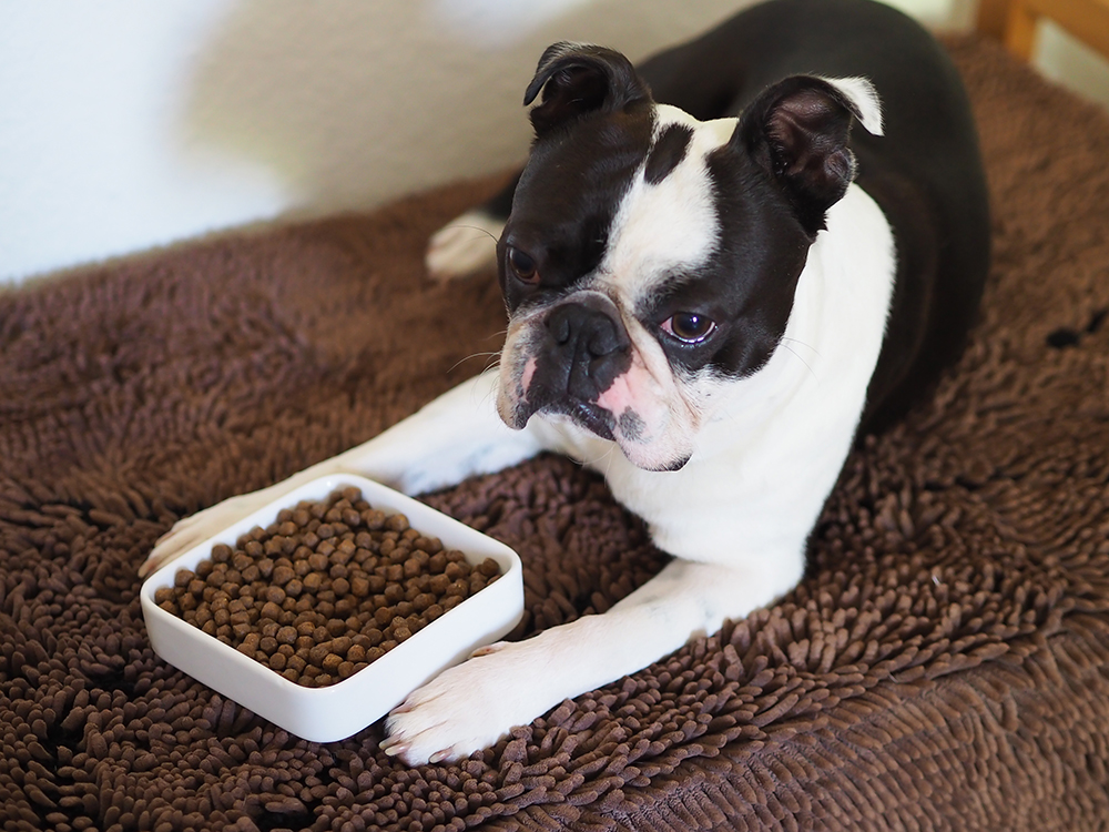 What is the best dog food for smelly poop? Here are some picks!