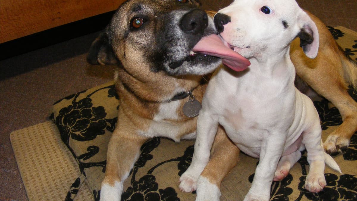 Dog Behavior: Why Do Dogs Lick Each Other After Fighting? The Answer Might Surprise You!