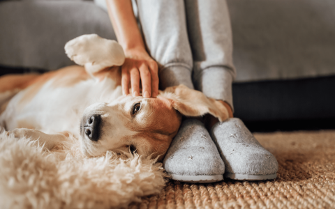 Unraveling the Mystery: Why Your Dog Only Sleeps at Your Feet!