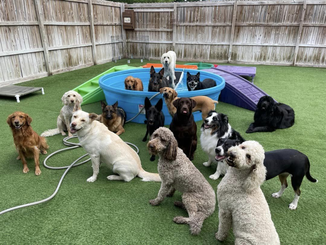 Dog Daycare Prices Per Day: Are They Worth It? Lets Break It Down!