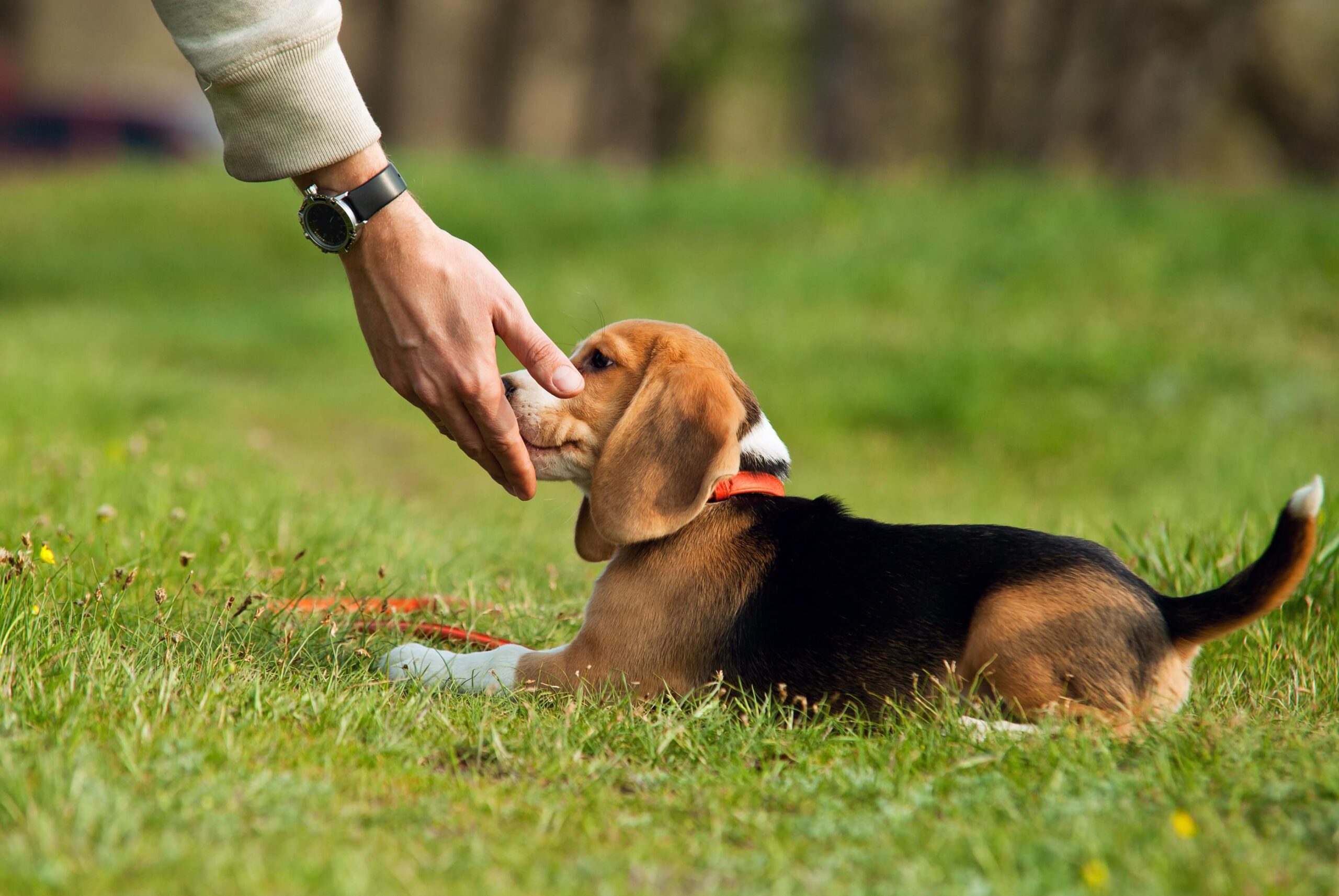 Dog Training Denver Prices: Find Affordable and Effective Training Options for Your Furry Friend