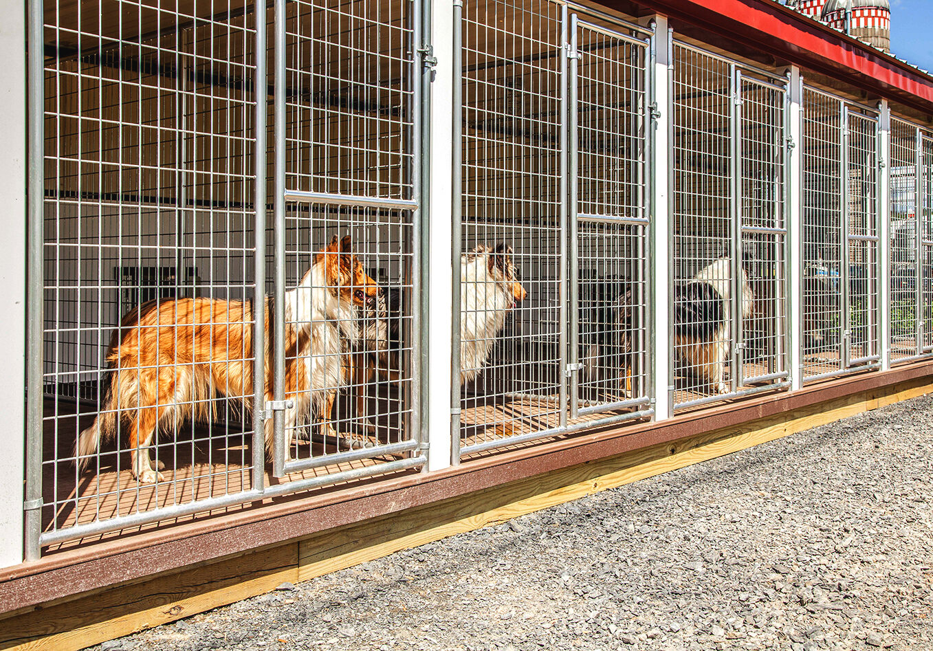 Dog Kennels Prices Near Me: Find Affordable Boarding Options Now