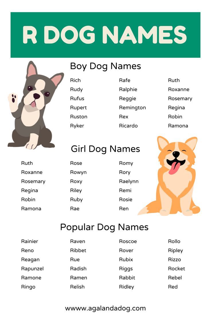 Looking for Male Dog Names That Begin With R? Weve Got You Covered!