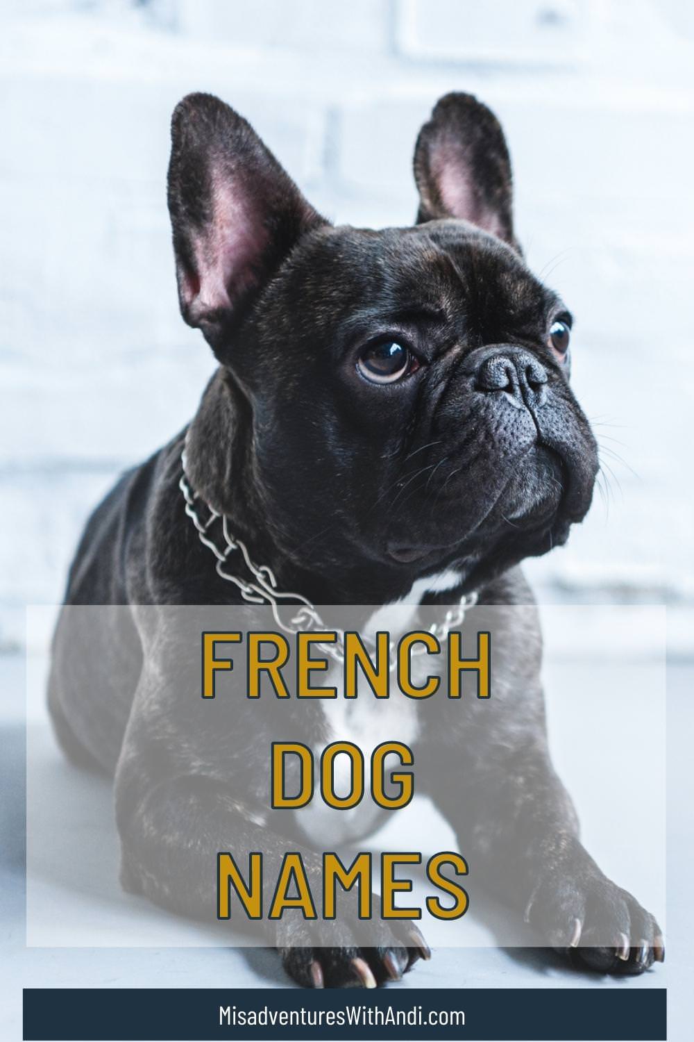 Dog Names France Rules Explained! (Easy Tips for Choosing the Perfect Puppy Name)