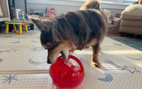 Best Treat Toys for Dogs: Keep Your Pup Happy and Busy!