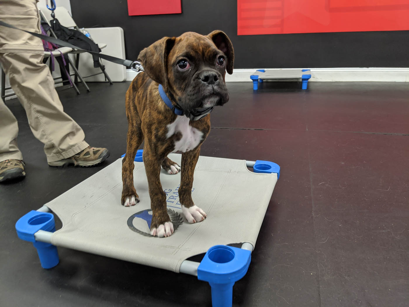 Dog Training Charlotte NC Prices: A Guide for Every Budget