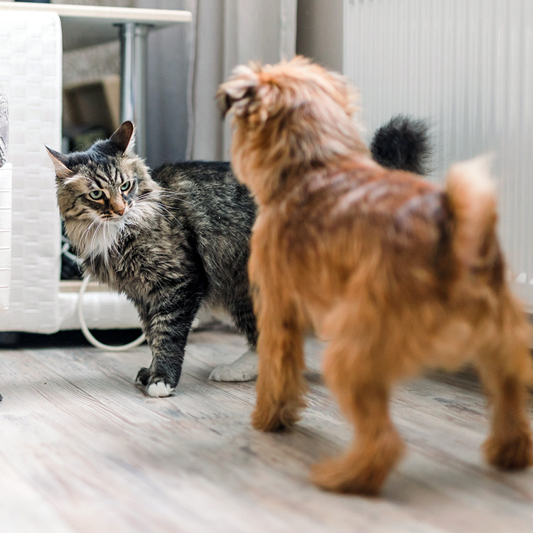 My Cat Keeps Humping My Dog: Whats Going On? (Reasons and Solutions for This Odd Cat Behavior)