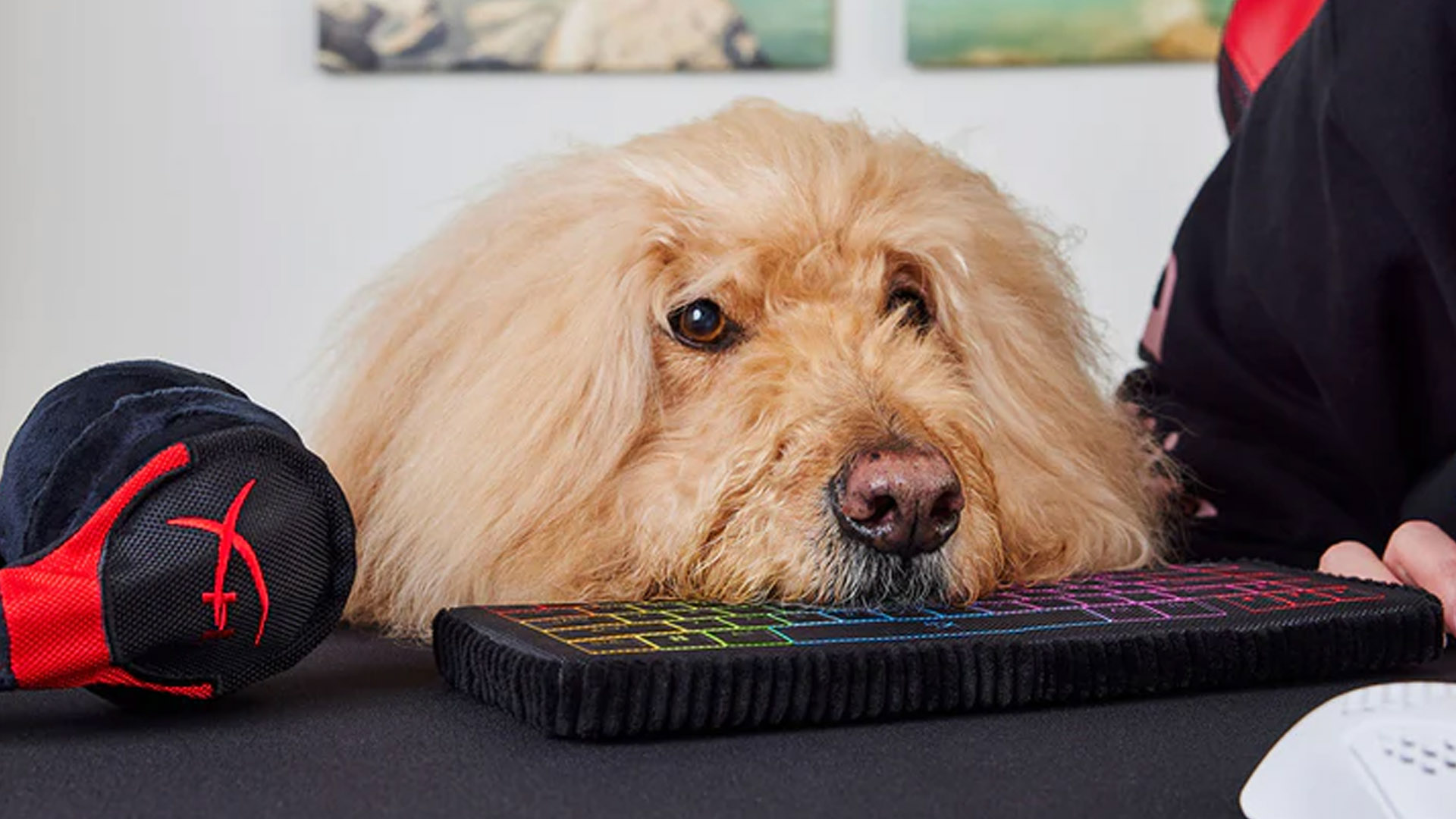 Computer dog toy: Is it worth it? Find out how it can benefit your dog!