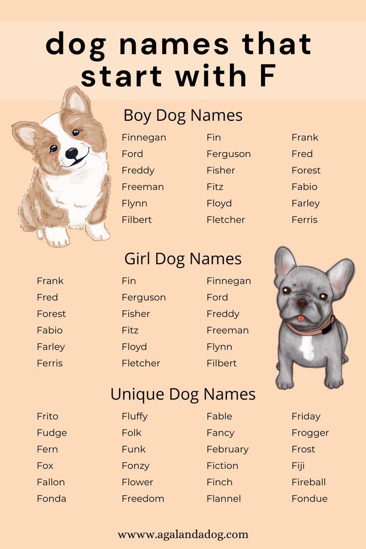 Fun Dog Names with F! Find the Perfect Fit for Your Furry Friend.