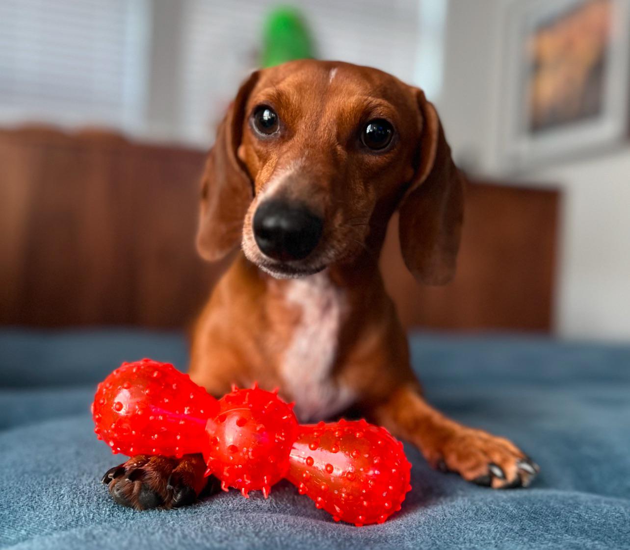 Top Weiner Dog Toys: Check Out These Durable Options!