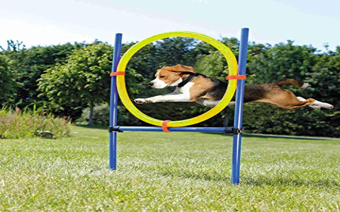 Best Agility Toys for Dogs: Top Picks to Keep Your Pup Active and Engaged!