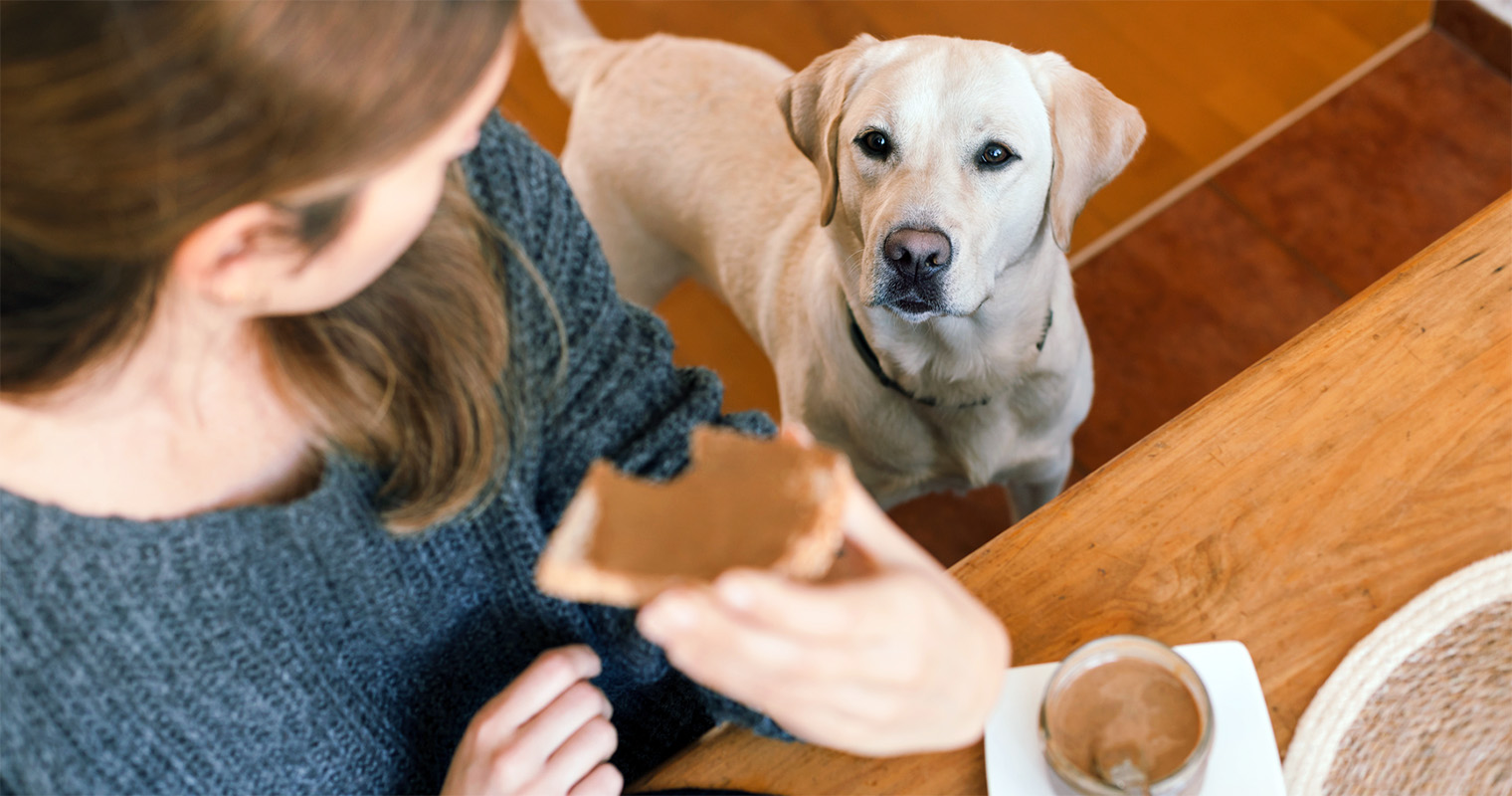 Is It Normal for Dogs to Stare While You Eat? - Why Does My Dog Watch Me Eat?