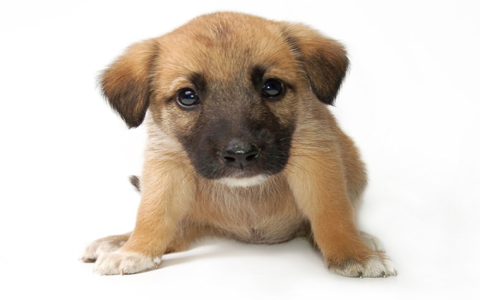 Top Literary Dog Names Male | Find the Perfect Name Here Today!