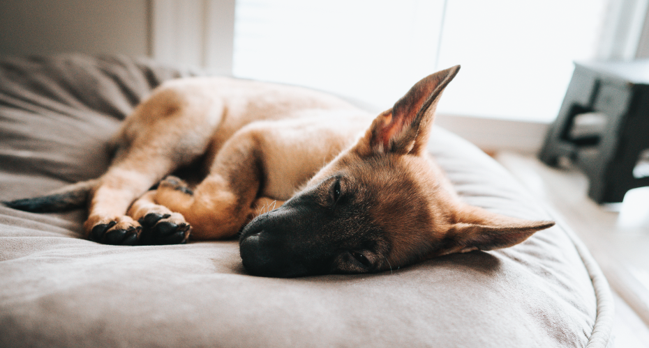 Snoring Sounds In Awake Dogs: Common Causes and What to Do about it.