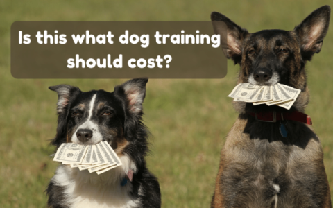 Dog Training Orlando Prices:  Whats Included in the Cost?