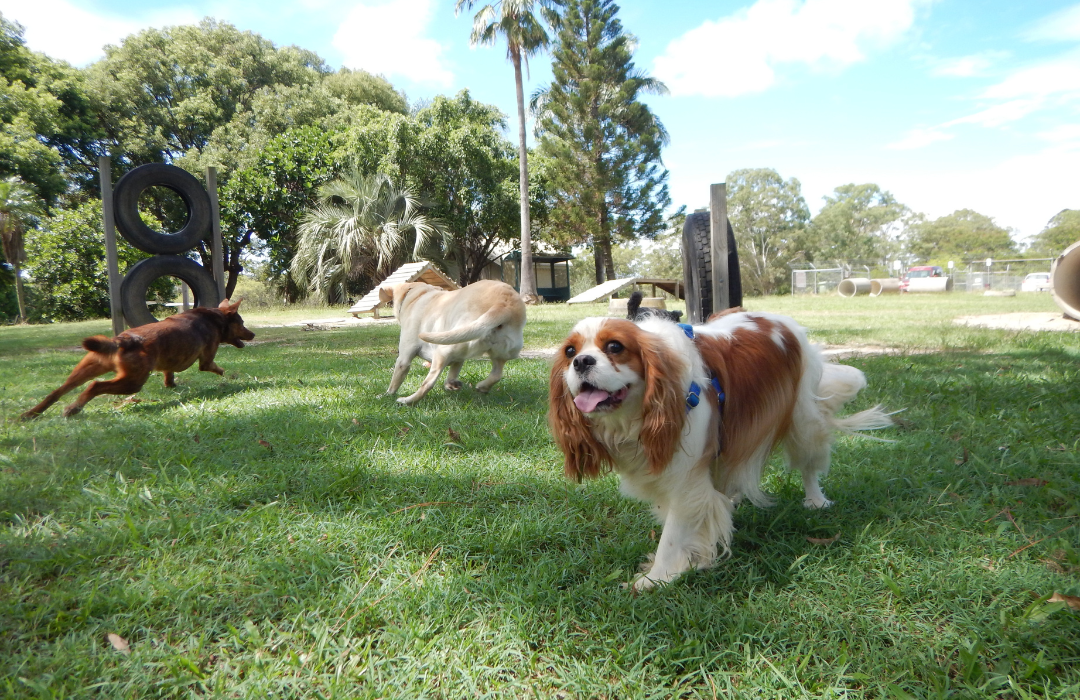 Doggy Daycare Prices in Your Area: Discover Top Rated Services and Rates Today