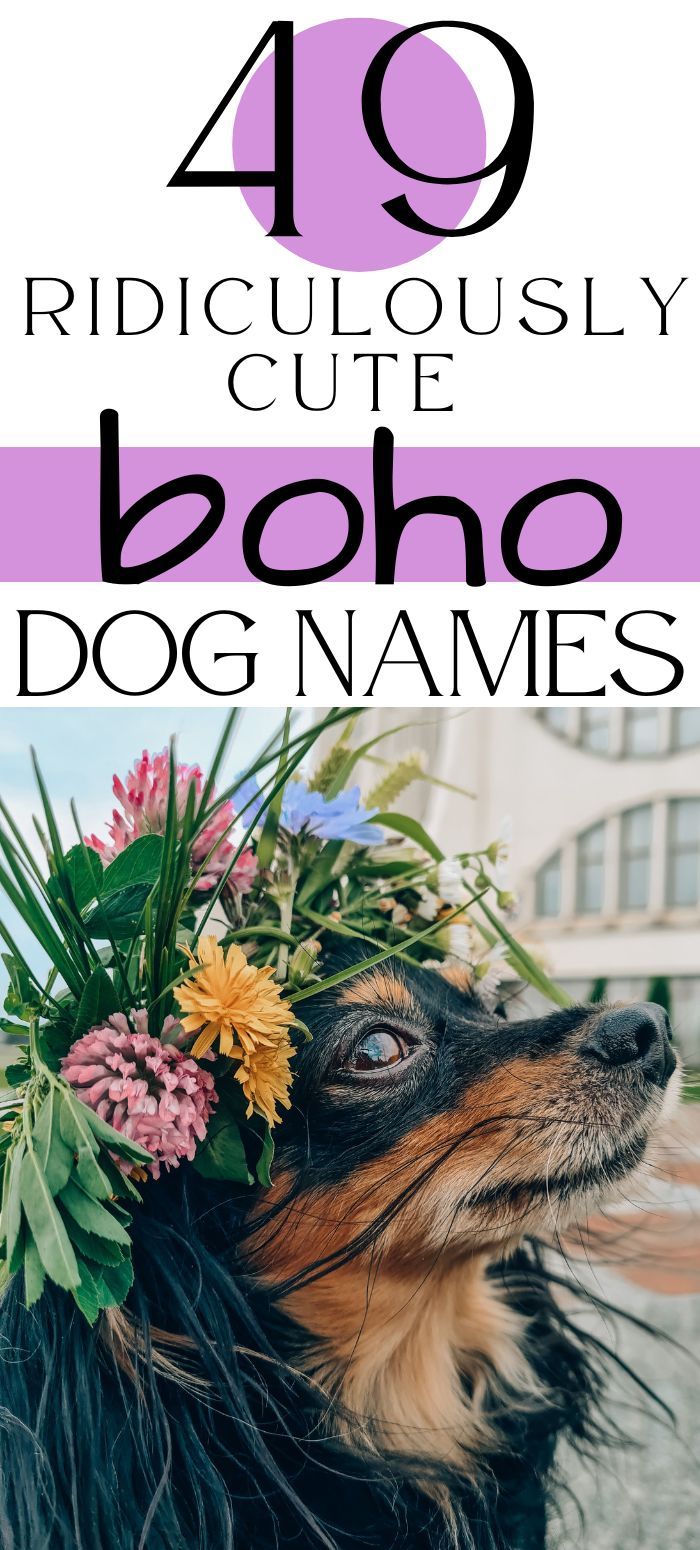 Boho Dog Names for Girls: Get the Best List Here Now!