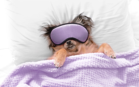 Why Do Dogs Sleep On Pillows Like Humans? (Find Out Why Your Pup Steals Your Spot)