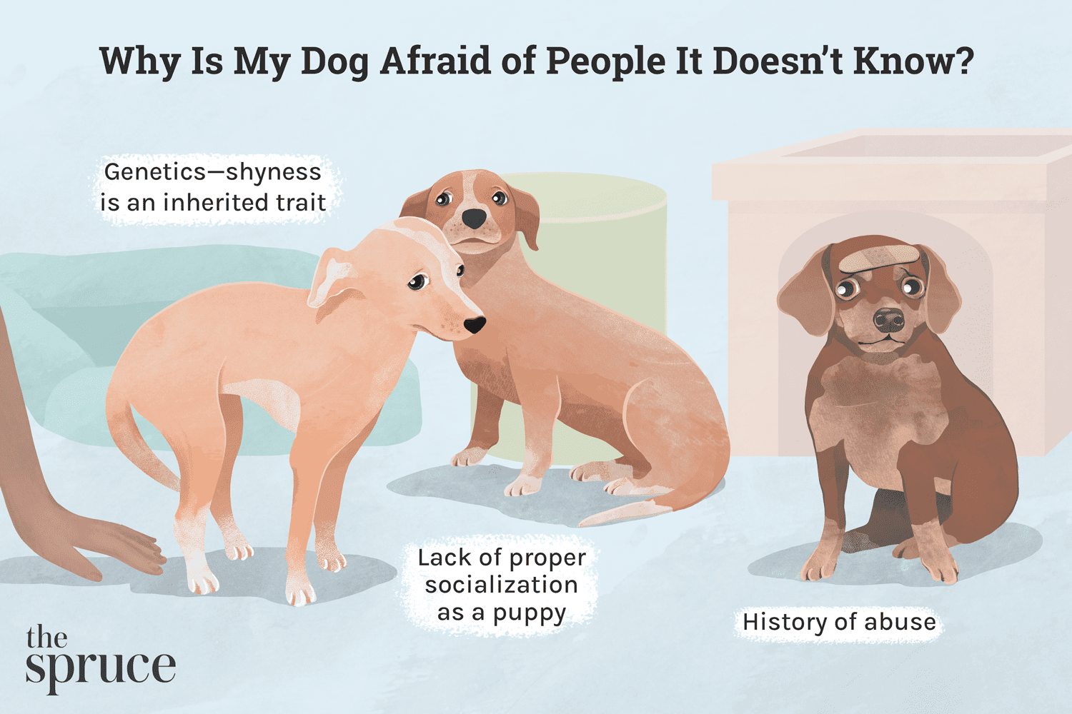 Dog Acting Scared All of a Sudden? Here is How You Can Help