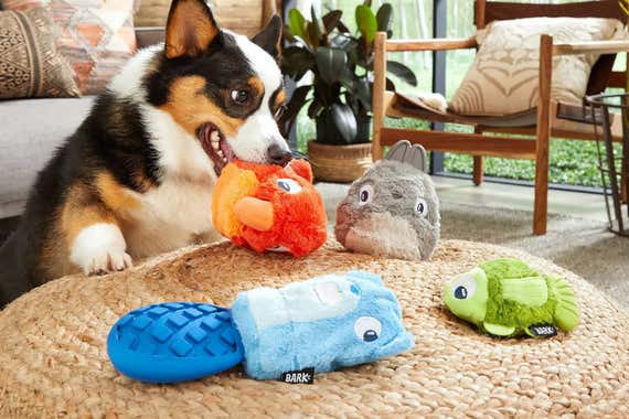 Durable Dog Toys for Lab Puppies - What Works Best?