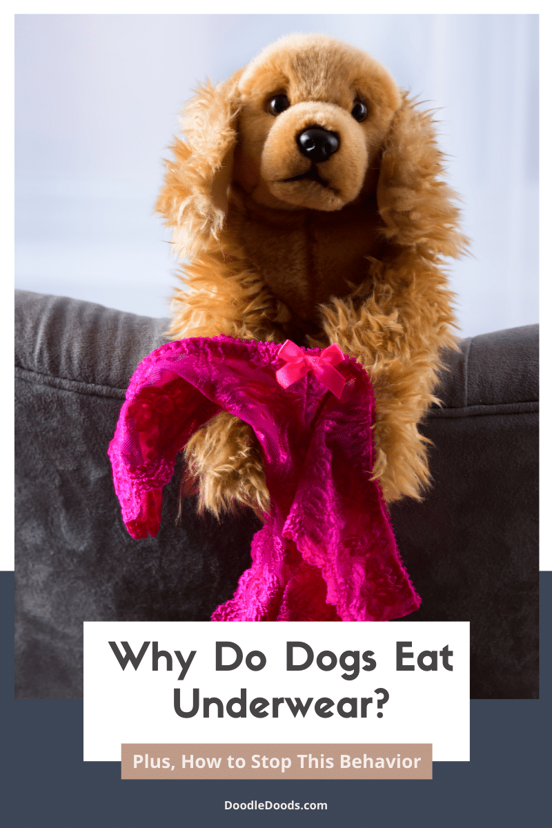 Dog Keeps Eating My Underwear: Understand Why and Get Easy Solutions!