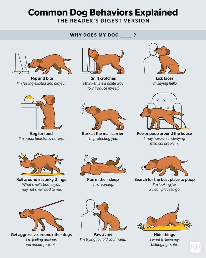 Why Is My Dog Acting Strange All of a Sudden? Common Reasons Explained!