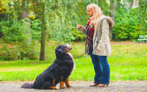 Dog Training Colorado Springs Prices: Find Affordable Options Now!