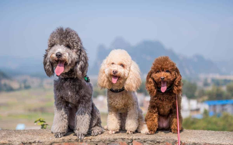 Best Dog Daycare Prices Near Me: Get Quality Care Without Breaking the Bank!