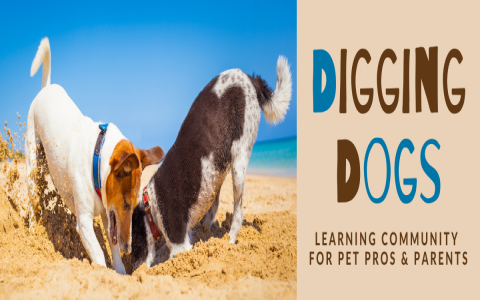 Dog Training Orlando Prices: Get a Free Quote from Top Trainers!