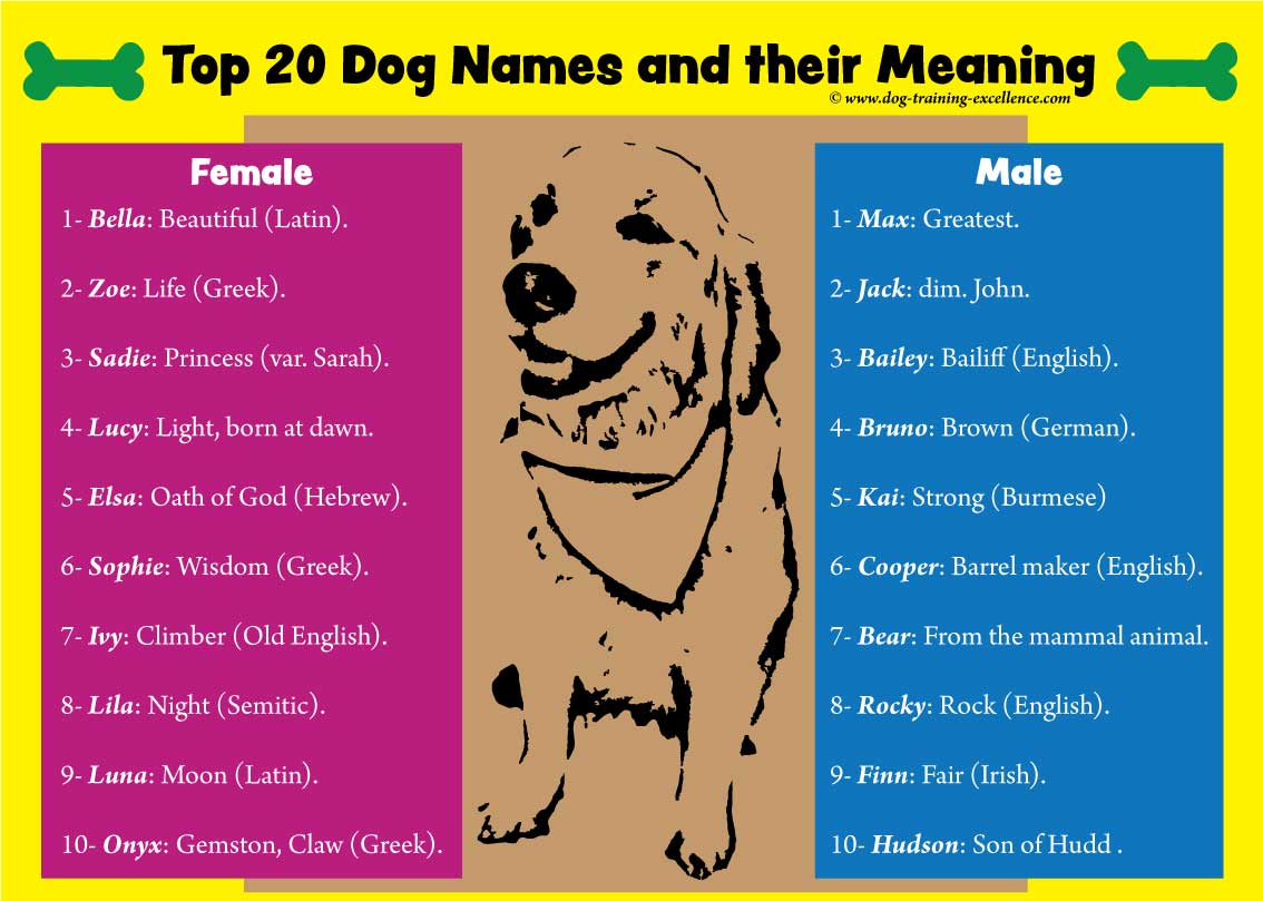 Creole Dog Names Male: Check Out These Cool Ideas for Your Pup!